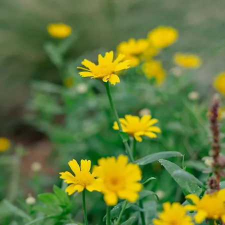 فيلة Petra Luxury أييوي أبوستولوي